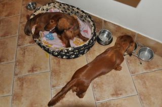 NADIM jamniki Kollapsar